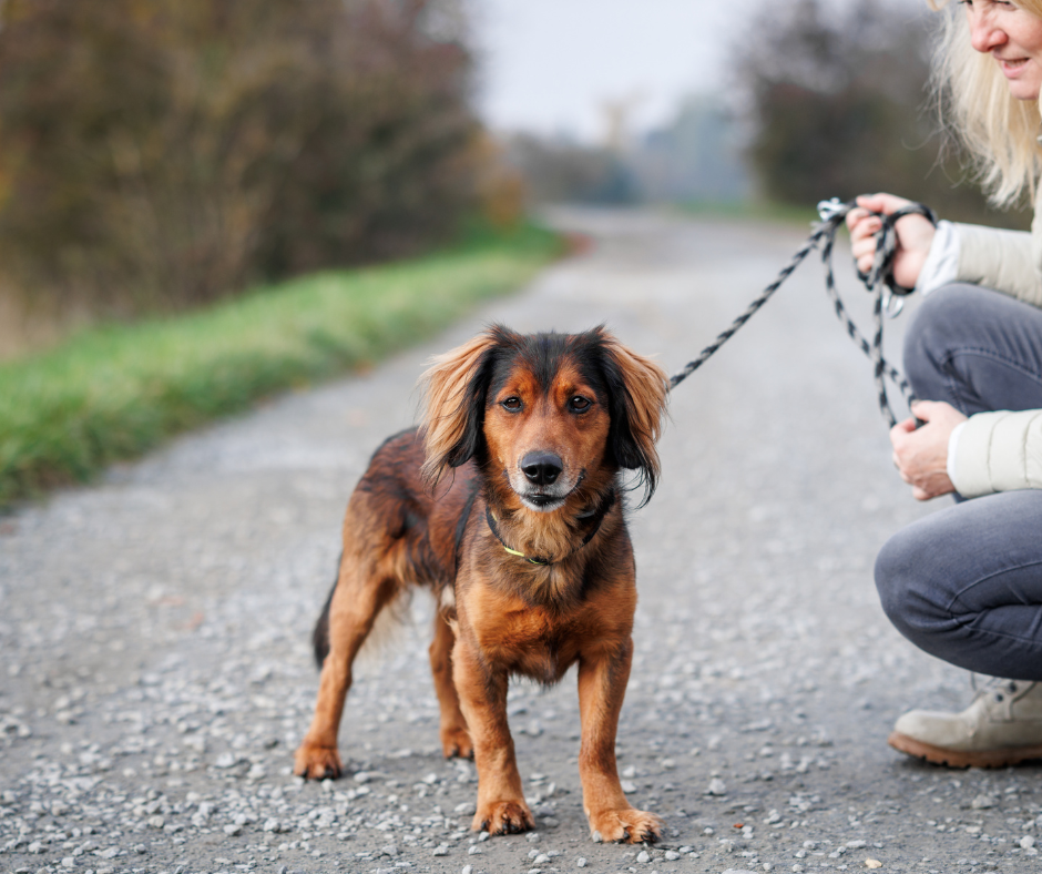 Kleiner brauner Hund auf einem Spazierweg, von einer Frau an der Leine gehalten. Die Frau sitzt am rechten Bildrand in der Hocke und hält die Hundeleine in der Hand 