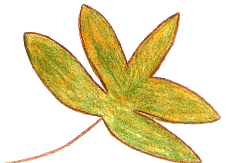 Herbstblatt